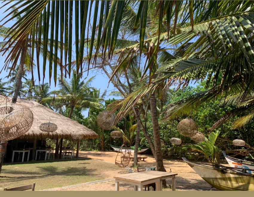 plage de Sri Lanka cocotier