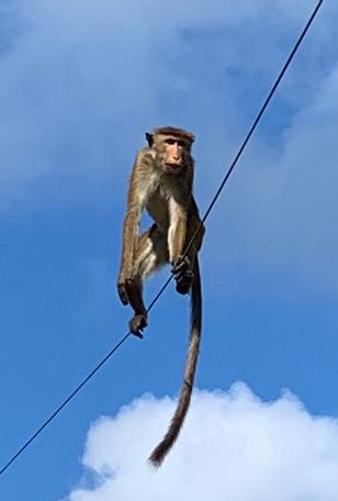 Le singe se tient au courant un singe sur fil electrique