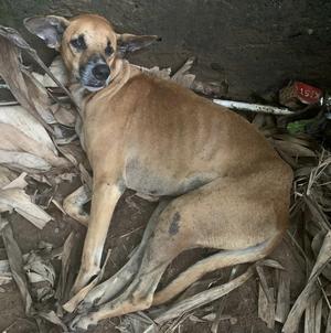 Steevy  Steevy le chien