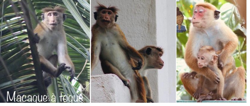 Mes copains toqués! macaque à toque