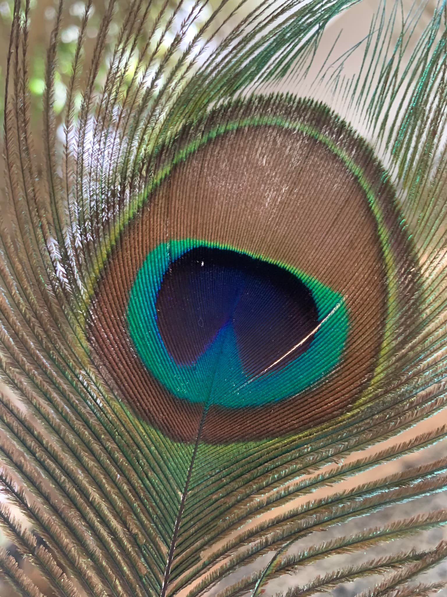 La plume de paon de Léon plume de paon