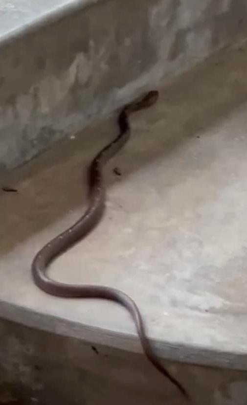 serpent Bongare raye serpent Bongare ray