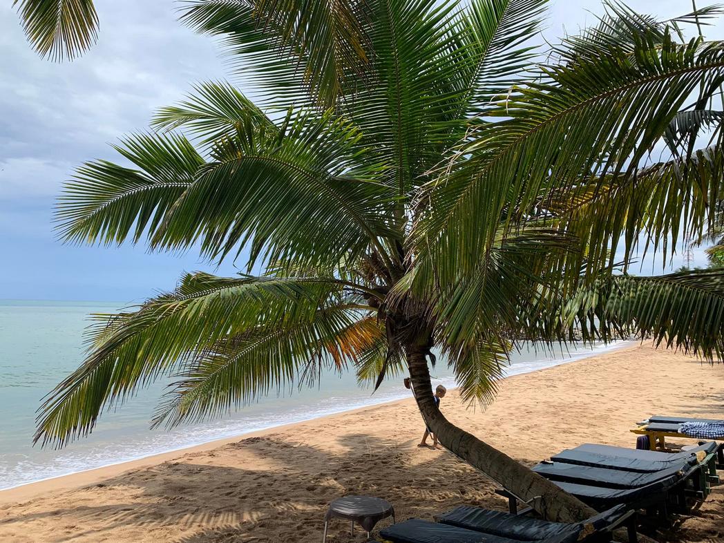 à l'ombre d'un palmier sri lankais un palmier