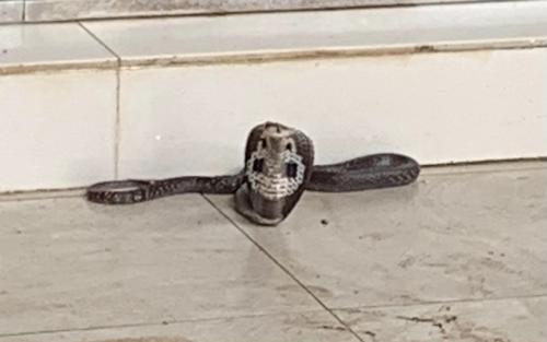 cobra royal cobra royal sri lankais