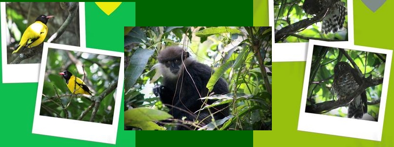 les annimaux vue de l htel