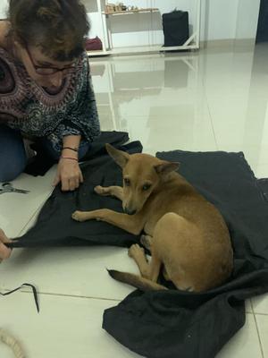 arlo met la main la pate