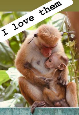 Les macaques à toques sont endémiques au Sri Lanka singe andemique du Sri Lanka