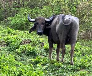 buffle d'Udawalawa