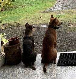 arlo et shanti
